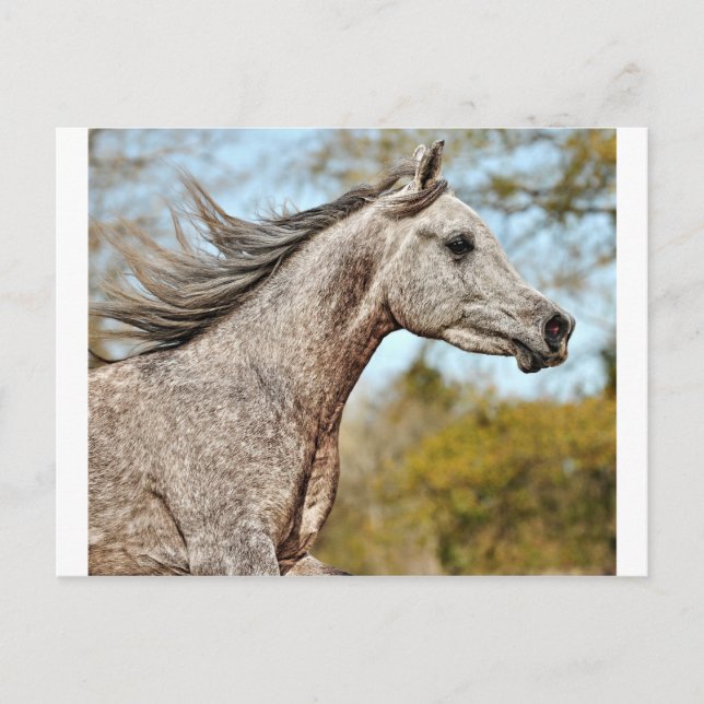 Noble and Proud Postcard (Front)