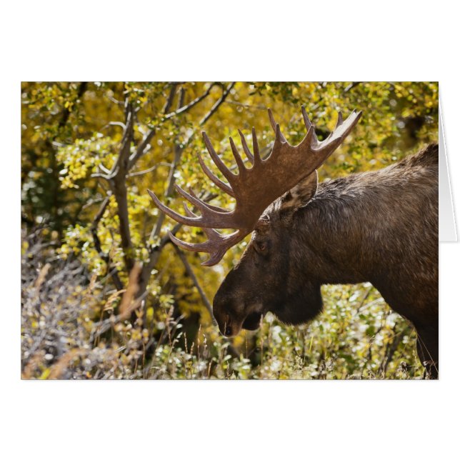Noble Bull Moose (Front Horizontal)