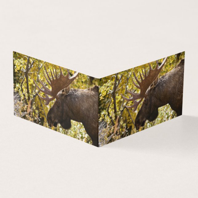 Noble Bull Moose (Outside)