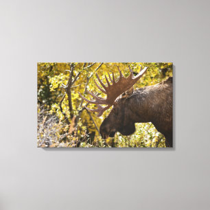 Noble Bull Moose Canvas Print