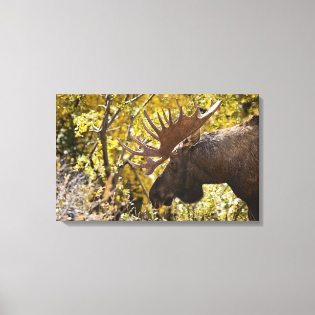 Noble Bull Moose Canvas Print (Front)