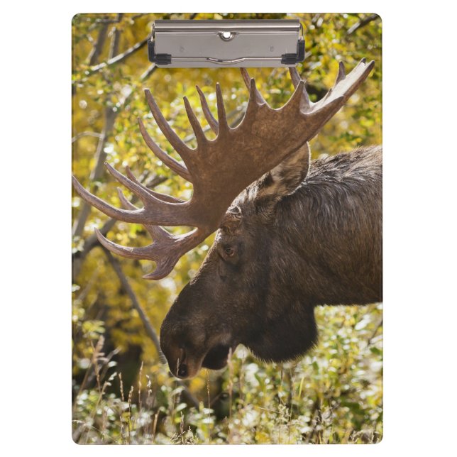 Noble Bull Moose Clipboard (Front)