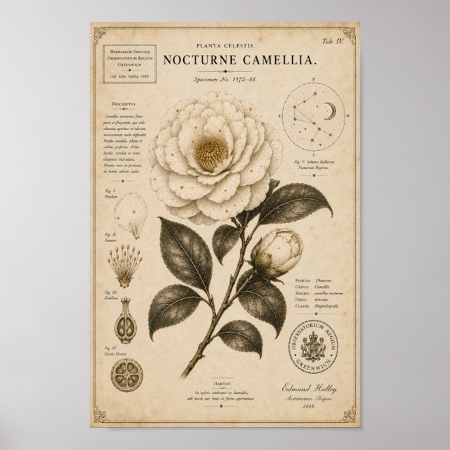 Nocturne Camellia Victorian Botanical Museum Print (Front)