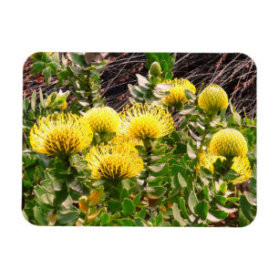 Nodding Pincushion Yellow Bird #1 Magnet
