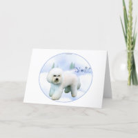 Noel Bichon Frise