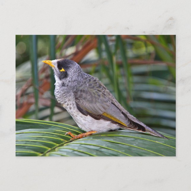 Noisy Miner Bird, Adelaide, Australia Postcard (Front)