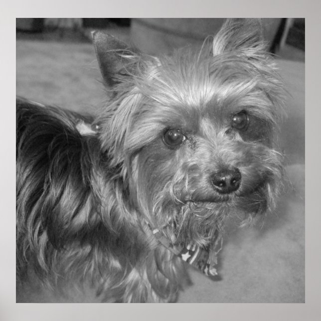 Non-nonsense Pup Poster (Front)