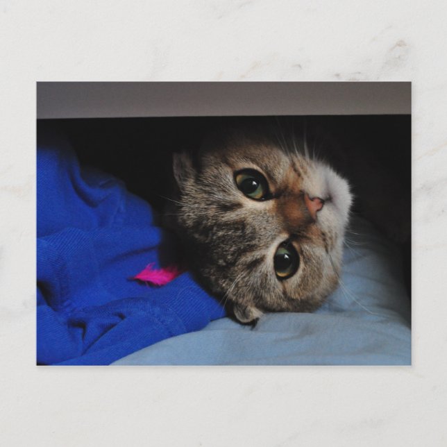 Noodles the cat in drawer postcard (Front)