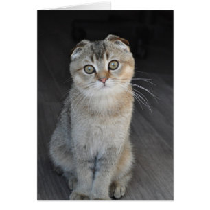 Noodles the Scottish Fold looking innocent