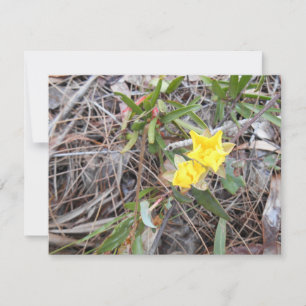 Nophis Thank You Card