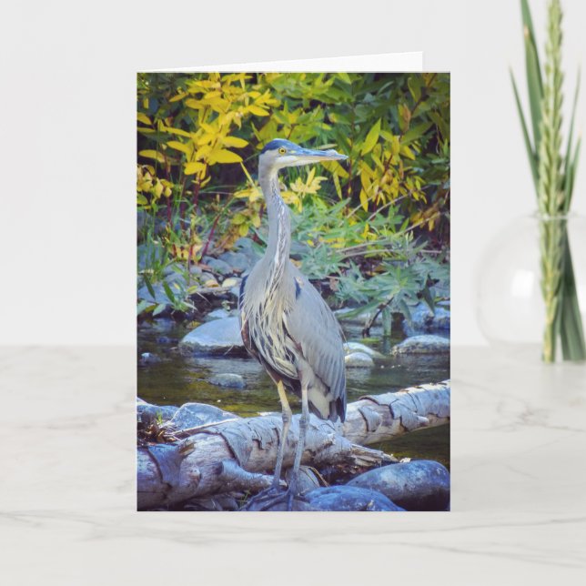 NorCal Nature Greeting Card: Great Blue Heron Card (Front)
