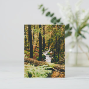 Nordic Woods Postcard