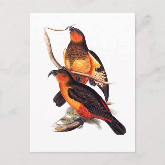 Norfolk Island Kaka Postcard (Front)