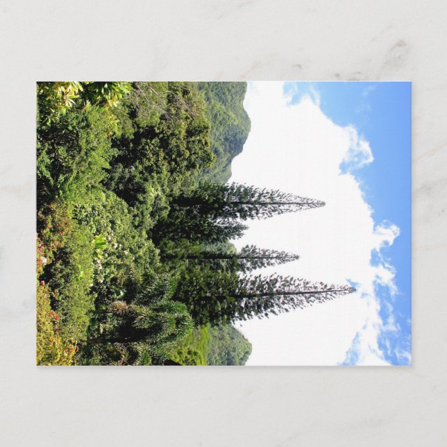 Norfolk Island PIne Hawai'i Postcard (Front)