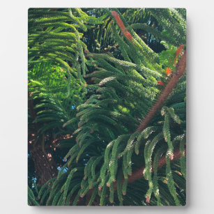 Norfolk Island Pine Plaque