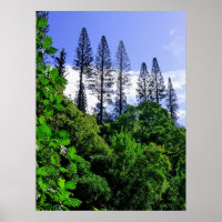 Norfolk Island Pine Trees