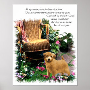 Norfolk Terrier Art Print