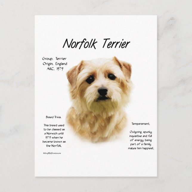 Norfolk Terrier History Design Postcard (Front)