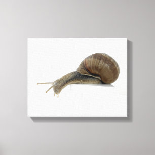 Normalsnail Canvas Print
