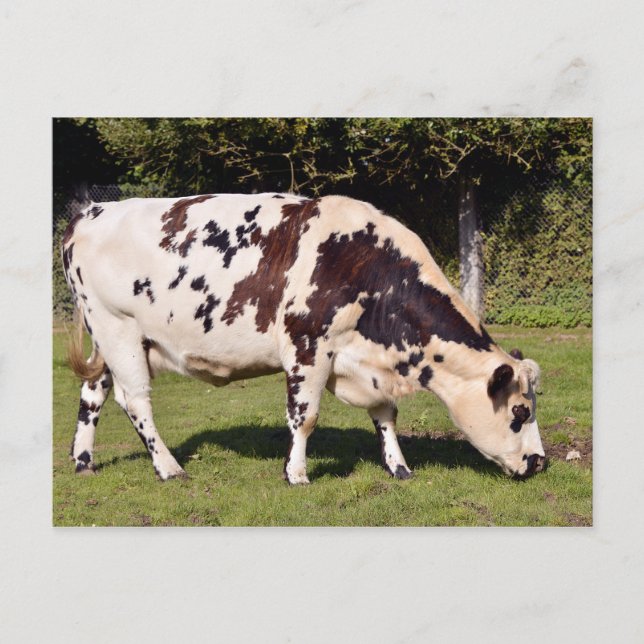 Normandy cow grazing postcard (Front)