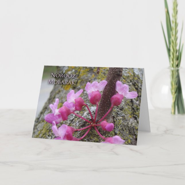 Norooz, Redbud Tree in Bloom, Spring Photograph Card (Front)