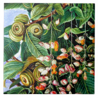 North - A Darjeeling Oak, fine art,