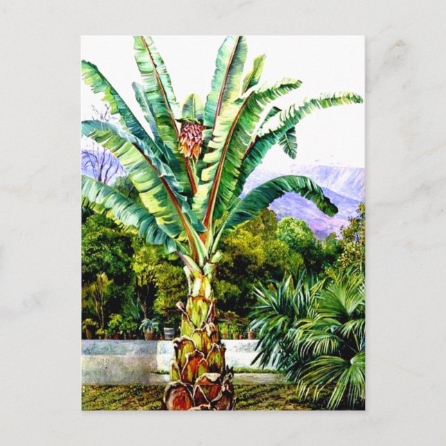 North - Abyssinian Ensete in a Garden in Tenerife, Postcard (Front)