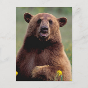 North America, California, cinnamon Black bear Postcard