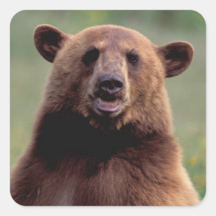 North America, California, cinnamon Black bear Square Sticker