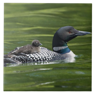 North America, Canada, British Columbia, Lac Le Tile