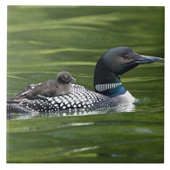 North America, Canada, British Columbia, Lac Le Tile (Front)