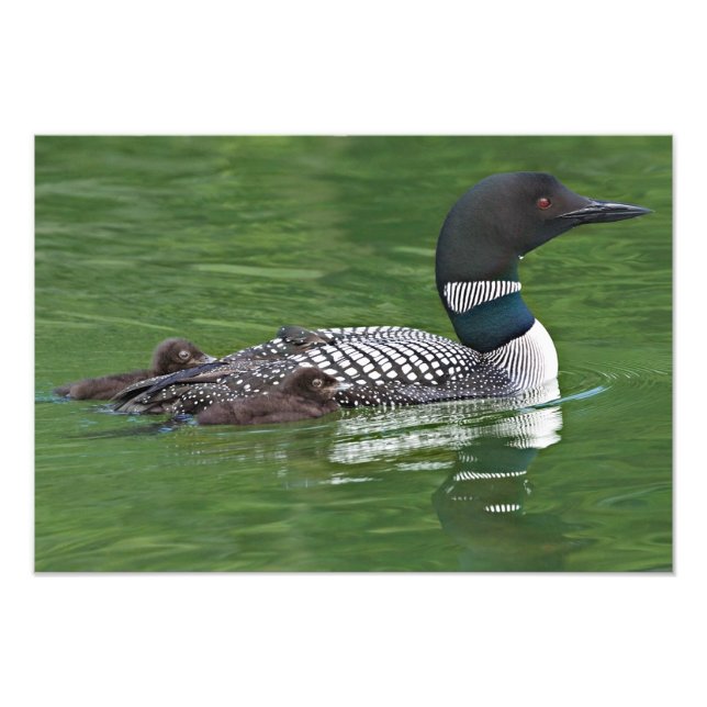 North America, Canada, British Columbia Photo Print (Front)