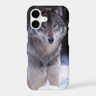 North America, Canada, Eastern Canada, Grey wolf