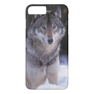 North America, Canada, Eastern Canada, Grey wolf Case-Mate iPhone Case