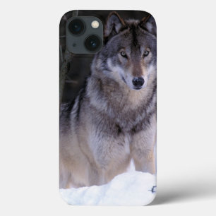 North America, Canada, Eastern Canada, Grey wolf iPhone 13 Case