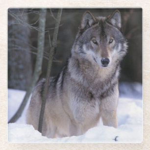 North America, Canada, Eastern Canada, Grey wolf Glass Coaster