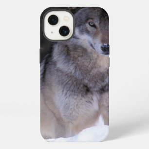 North America, Canada, Eastern Canada, Grey wolf iPhone 13 Case
