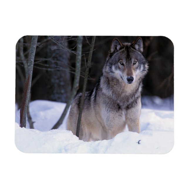 North America, Canada, Eastern Canada, Grey wolf Magnet (Horizontal)