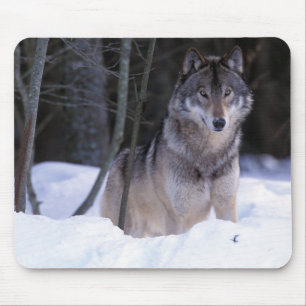 North America, Canada, Eastern Canada, Grey wolf Mouse Pad