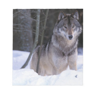 North America, Canada, Eastern Canada, Grey wolf Notepad