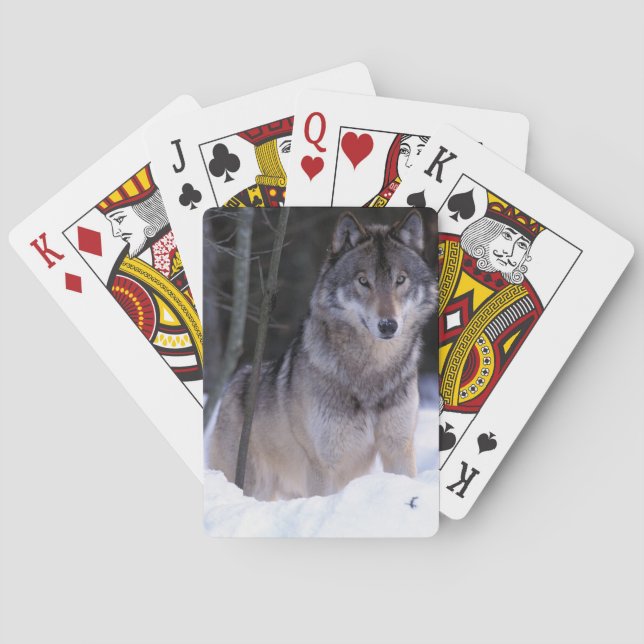 North America, Canada, Eastern Canada, Grey wolf Playing Cards (Back)