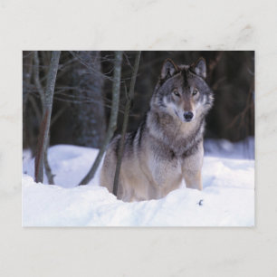North America, Canada, Eastern Canada, Grey wolf Postcard