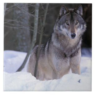 North America, Canada, Eastern Canada, Grey wolf Tile