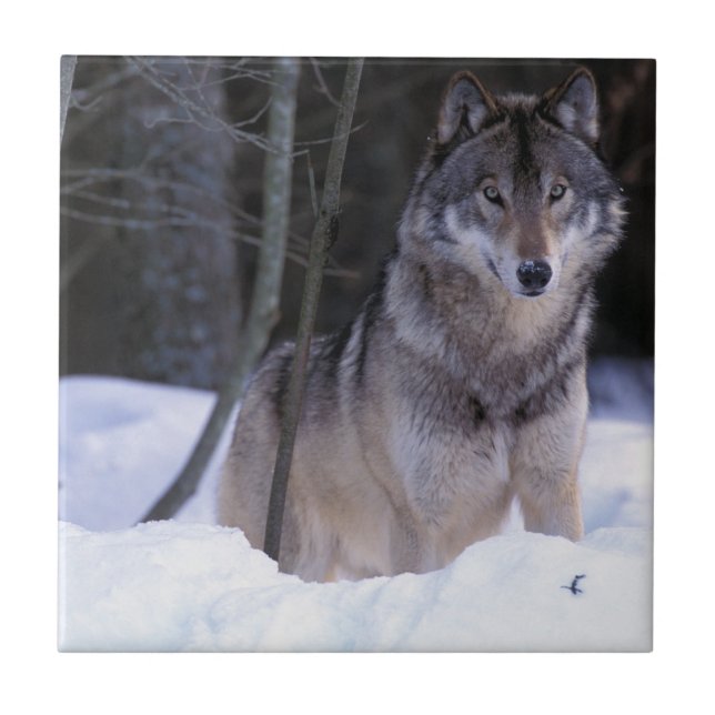 North America, Canada, Eastern Canada, Grey wolf Tile (Front)