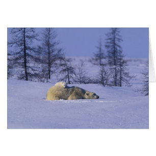 North America, Canada, Manitoba, Churchill