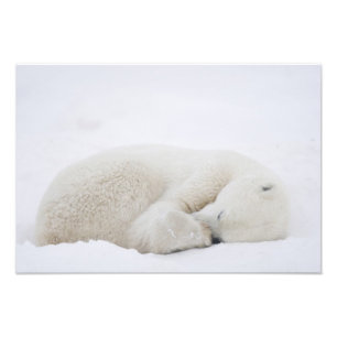 North America, Canada, Manitoba, Churchill. 2 Photo Print