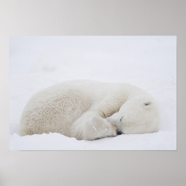 North America, Canada, Manitoba, Churchill. 3 Poster (Front)