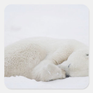 North America, Canada, Manitoba, Churchill. 3 Square Sticker