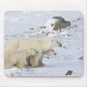 North America, Canada, Manitoba, Churchill. 4 Mouse Pad