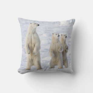 North America, Canada, Manitoba, Churchill. 5 Cushion